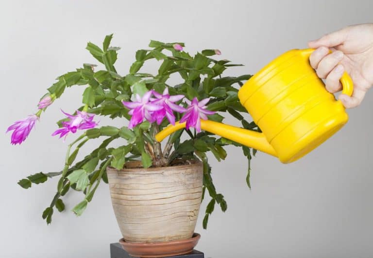 How to Water Potted Plants and Keep them Happy Hort Zone