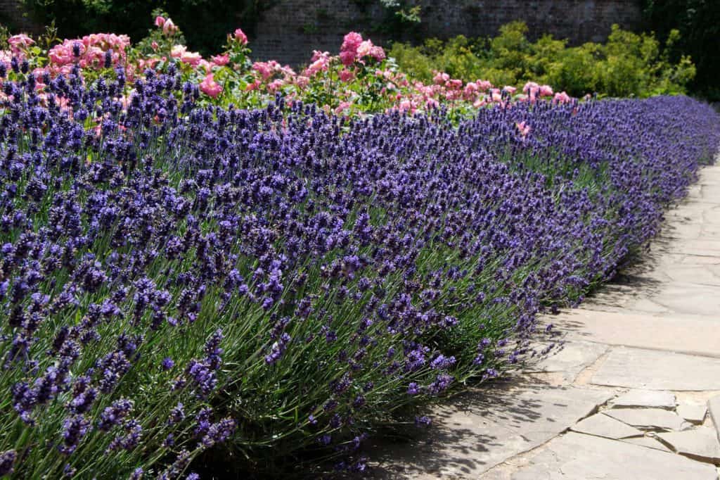 27+ Lavender Varieties for Growing in Pots and Outdoor Hort Zone