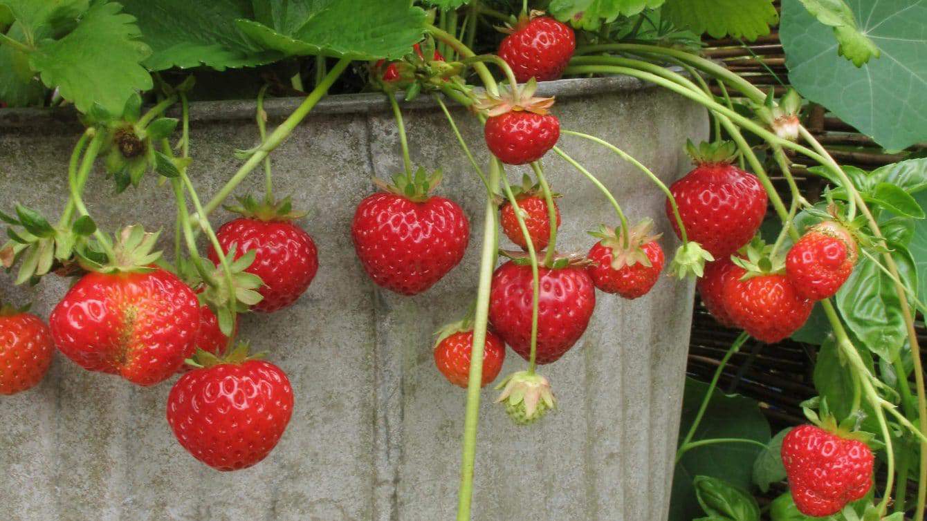Easy Tips for Growing Strawberries in Pots