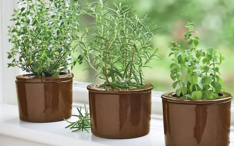 How to Grow Thyme from Seed Step by Step