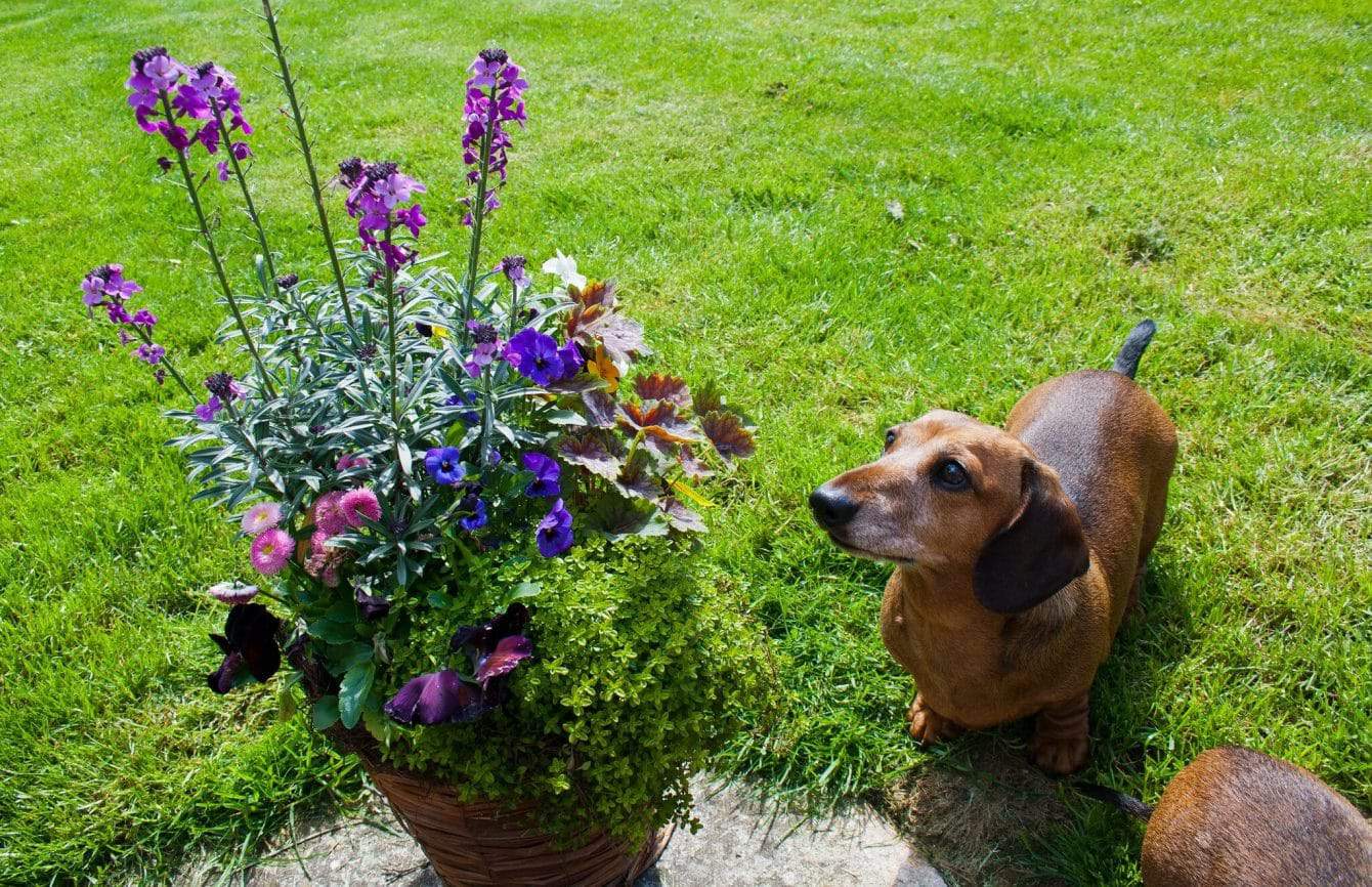 Poisonous Plants for Dogs: 51+ Toxic Plants to Watch Out