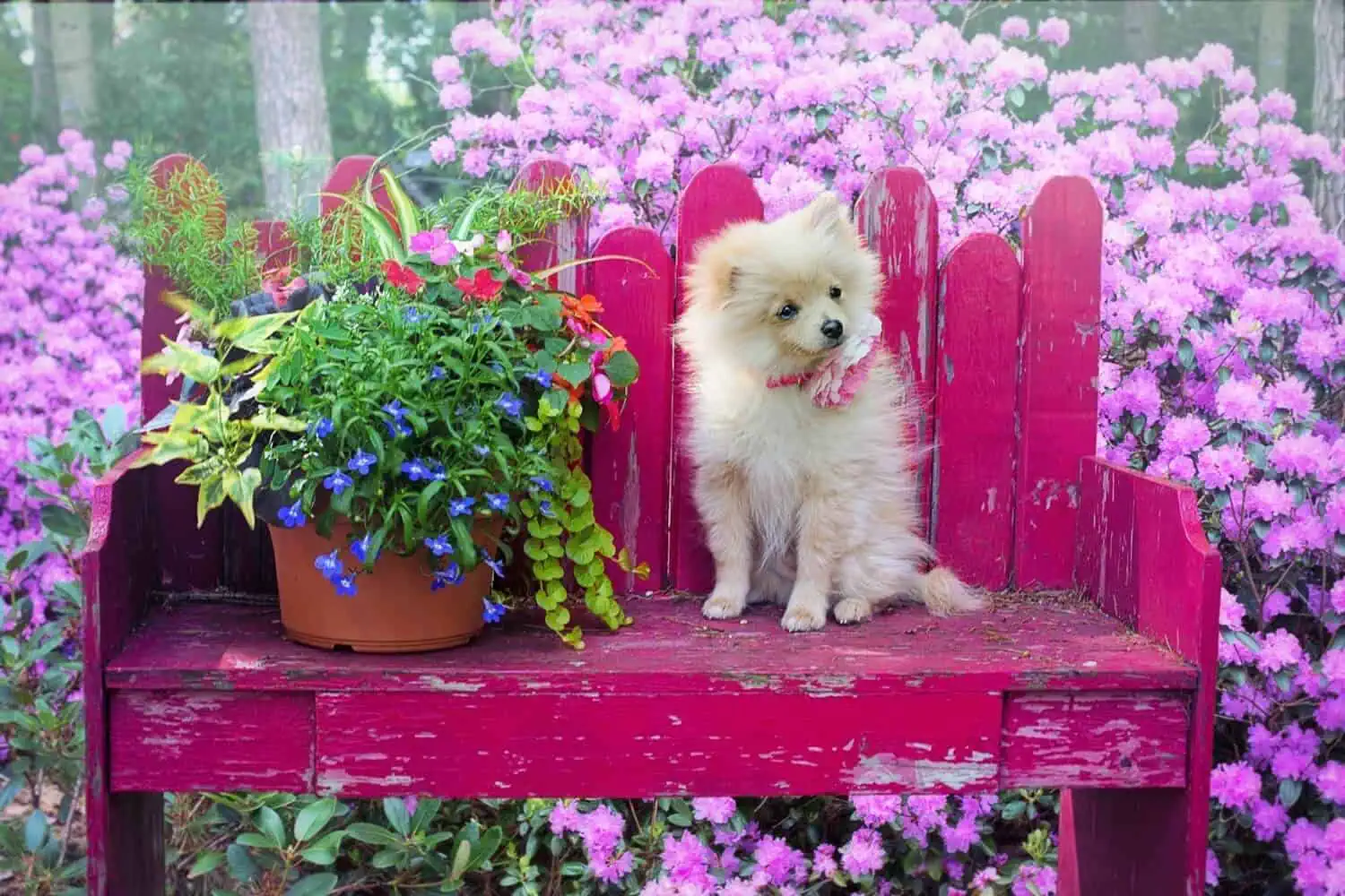 Poisonous Plants for Dogs - a white puppy on a garden seat with pot plants