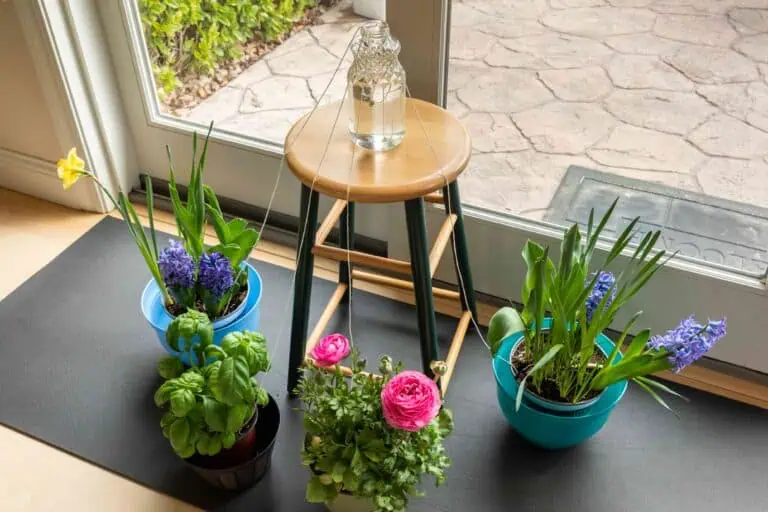Options for an Automatic Plant Watering System - Watering while on vacation featured