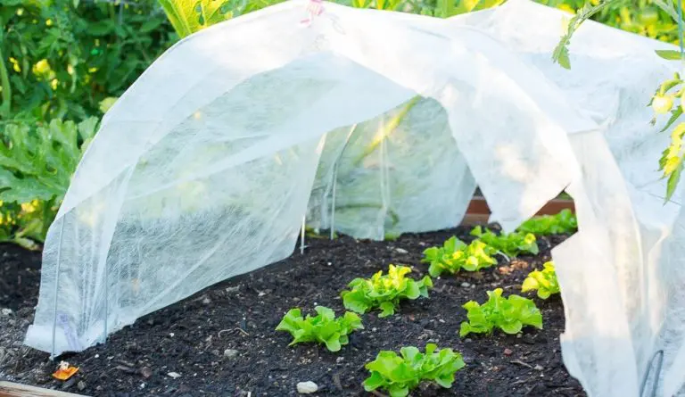 3 Quick Winter Gardening Tips for Zones 4 to 9