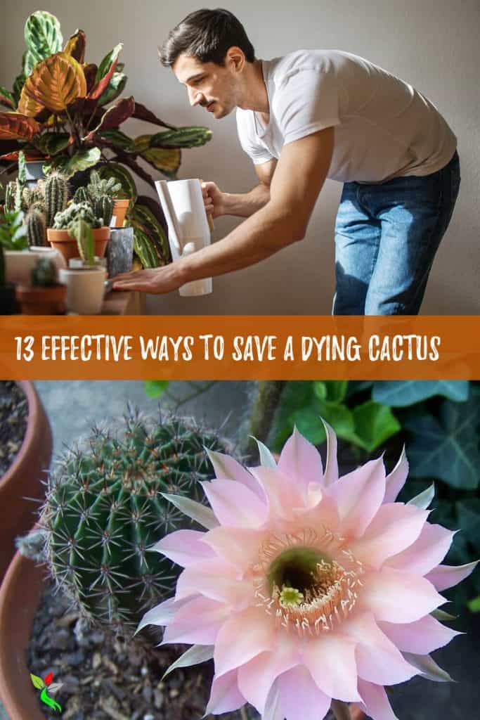 13 Effective Ways to Save a Dying Cactus Fast Hort Zone
