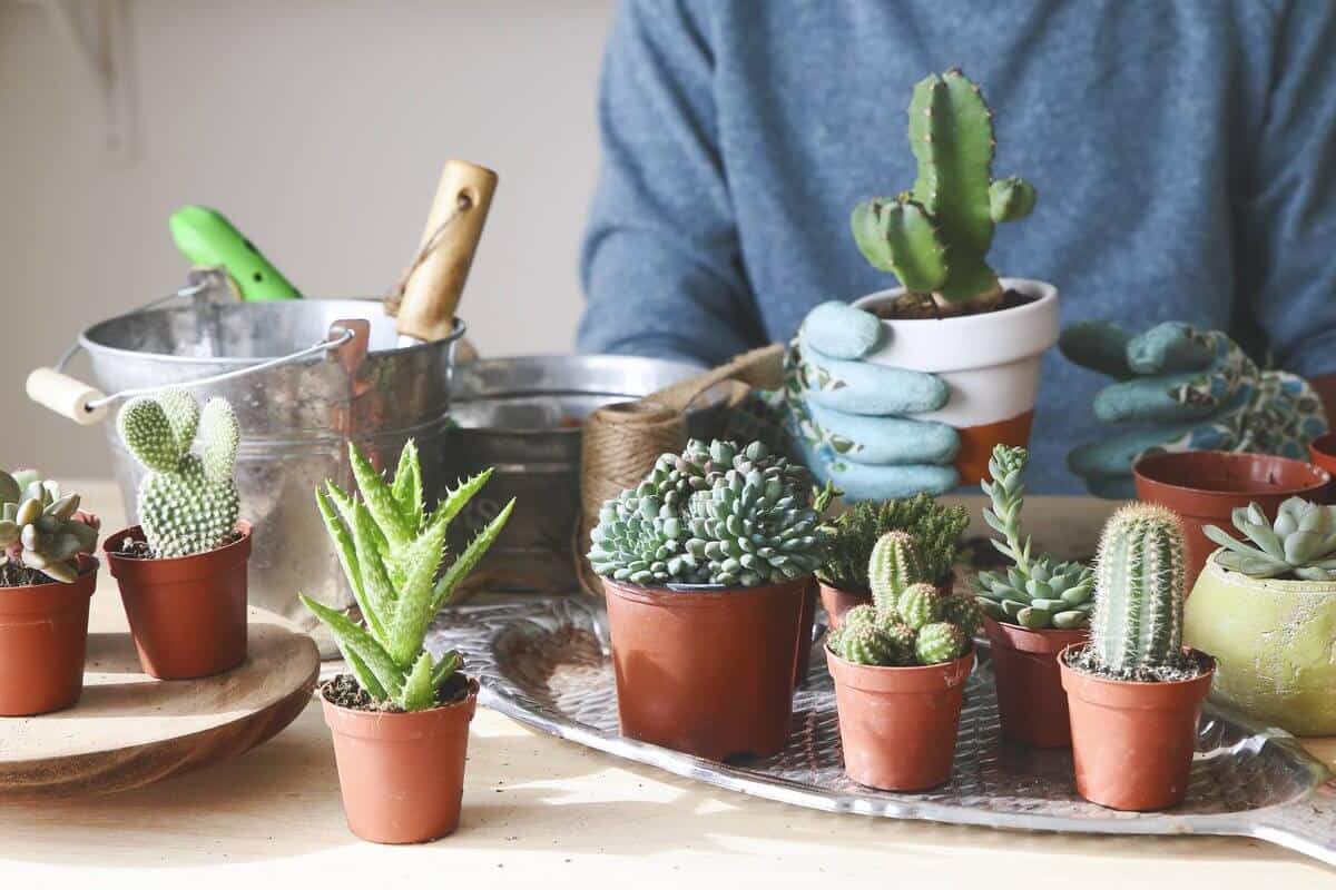 13 Effective Ways to Save a Dying Cactus Fast