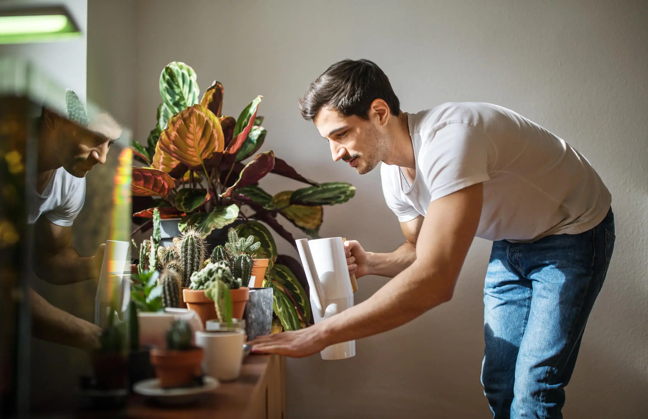 13 Effective Ways to Save a Dying Cactus Fast