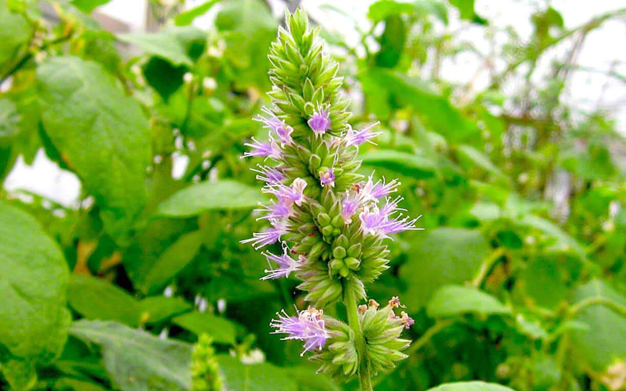 7+ Tips for Growing Patchouli Plants from Seed (New)