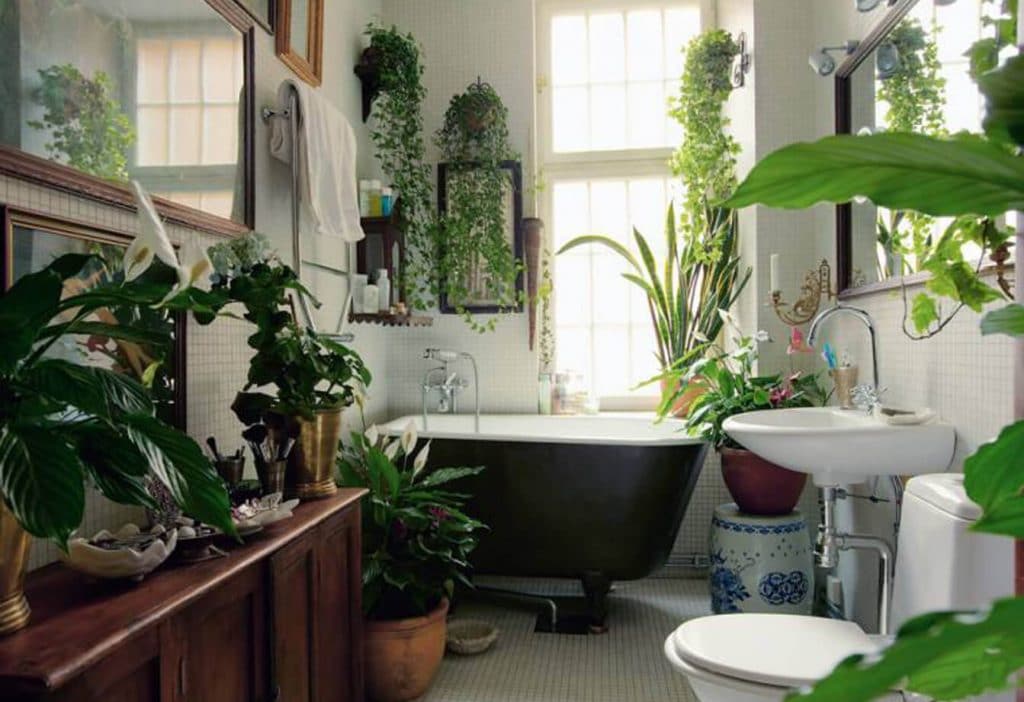 19 Bathroom Plants that Absorb Moisture - Hort Zone