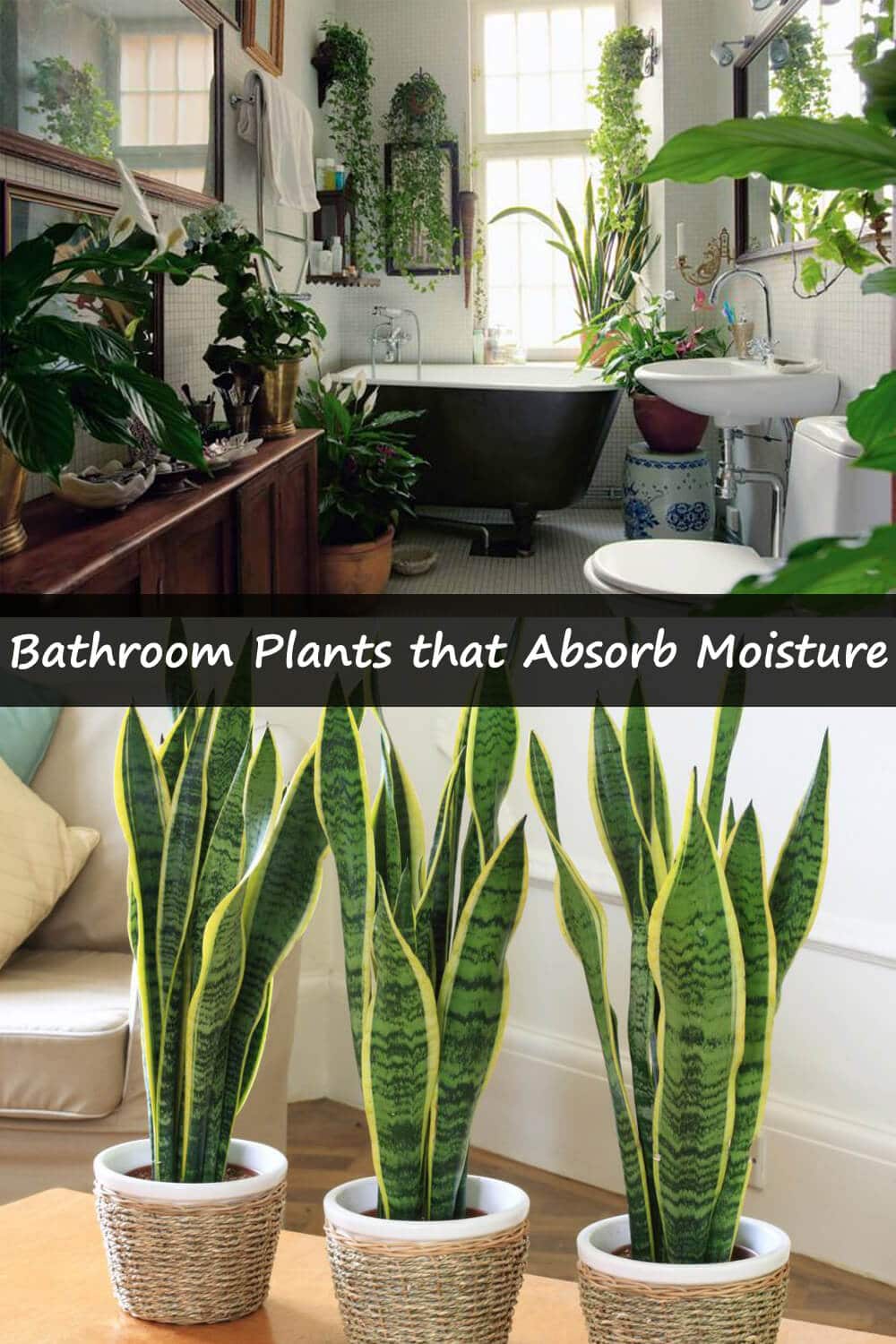 19 Bathroom Plants that Absorb Moisture - Hort Zone