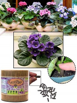 african violet supplies