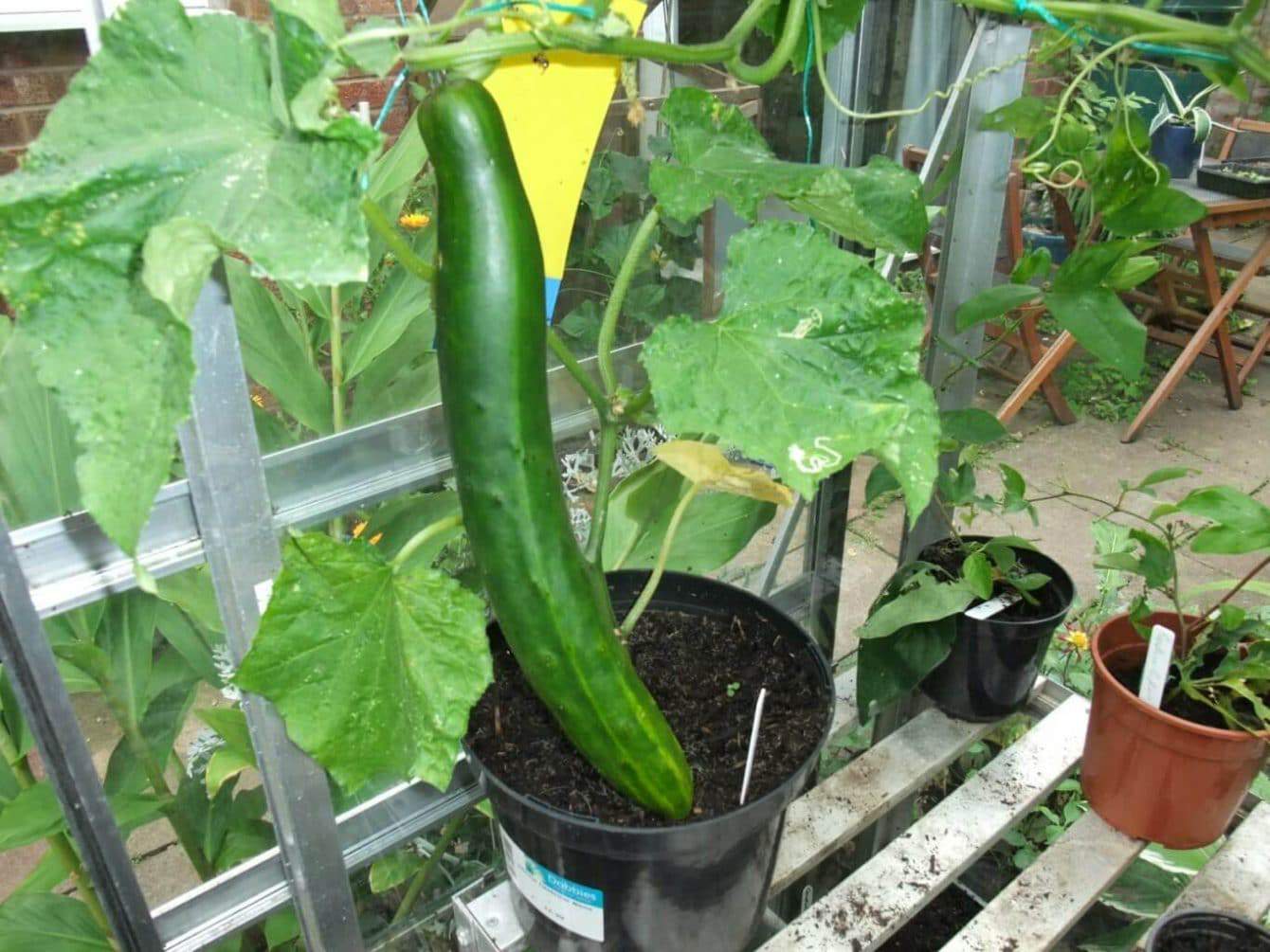 9 Tips for Growing Cucumbers in Pots