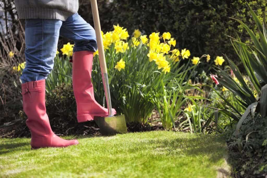 Why You Should Deadhead Daffodils After They Bloom Hort Zone