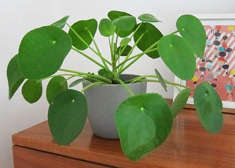 chinese money plant