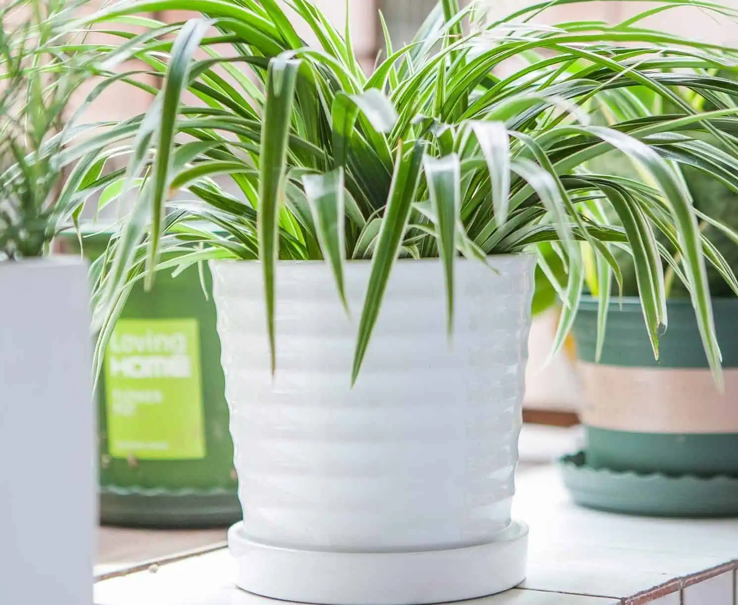 indoor pot planters