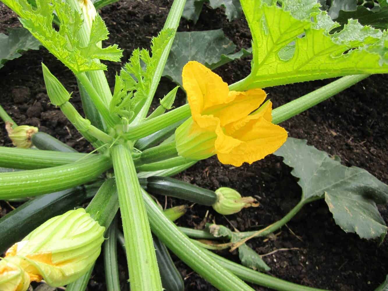 Vegetables That Are Easy to Grow for Beginners