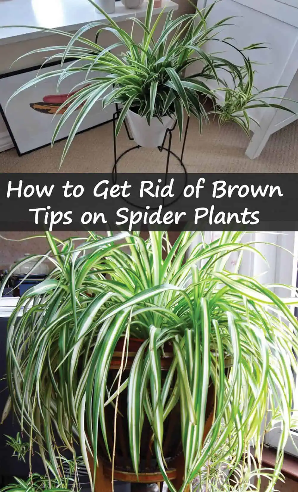 How to Get Rid of Brown Tips on Spider Plants How to Get Rid of Brown Tips on Spider Plants