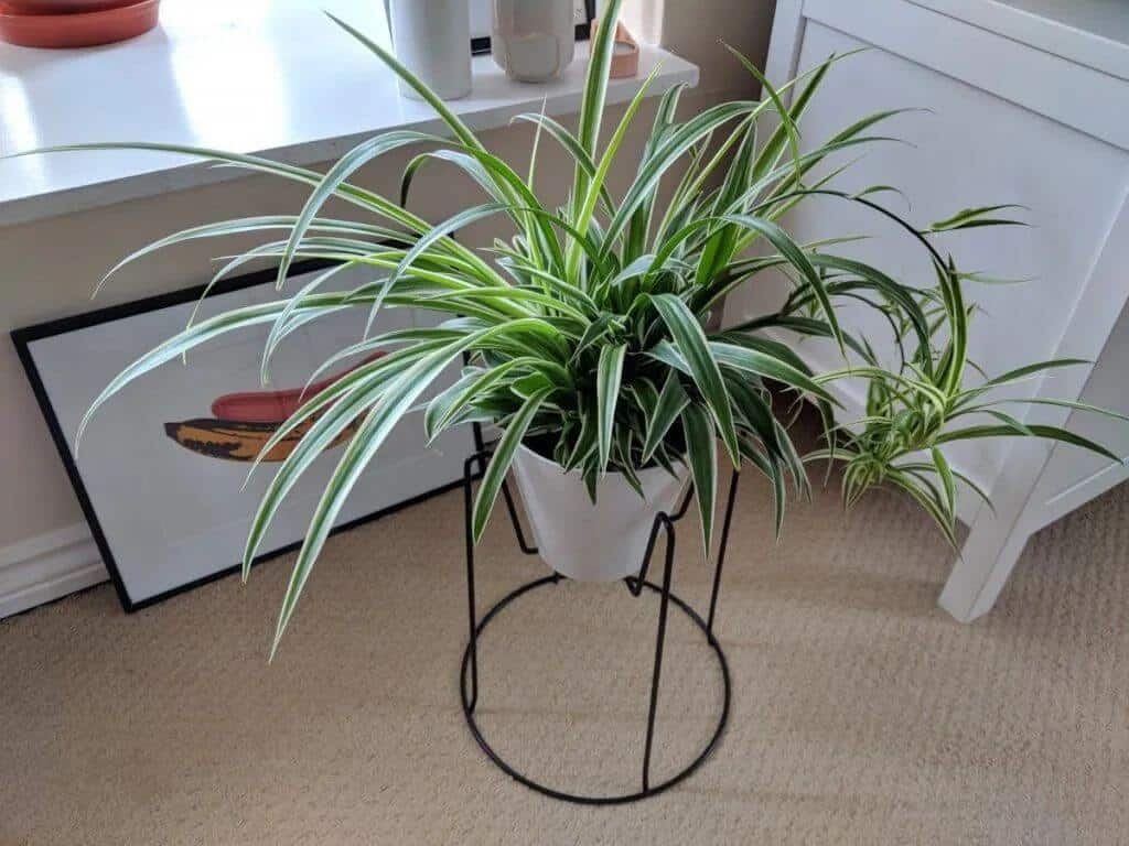 Brown Tips on Spider Plants? Here’s What to Do