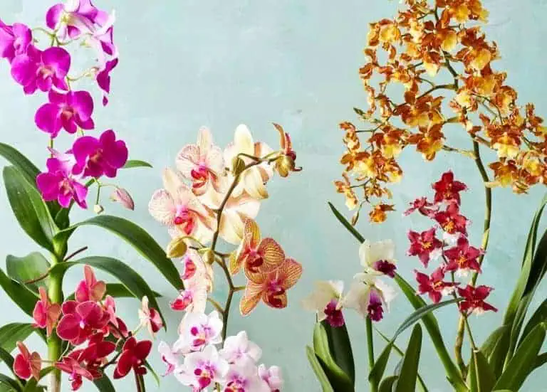 complete list of indoor flowering plants