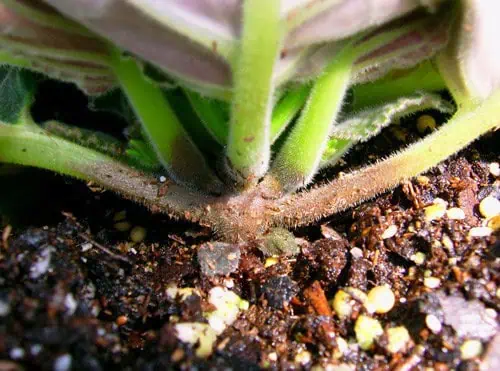 Crown and root rot African violet drooping leaves