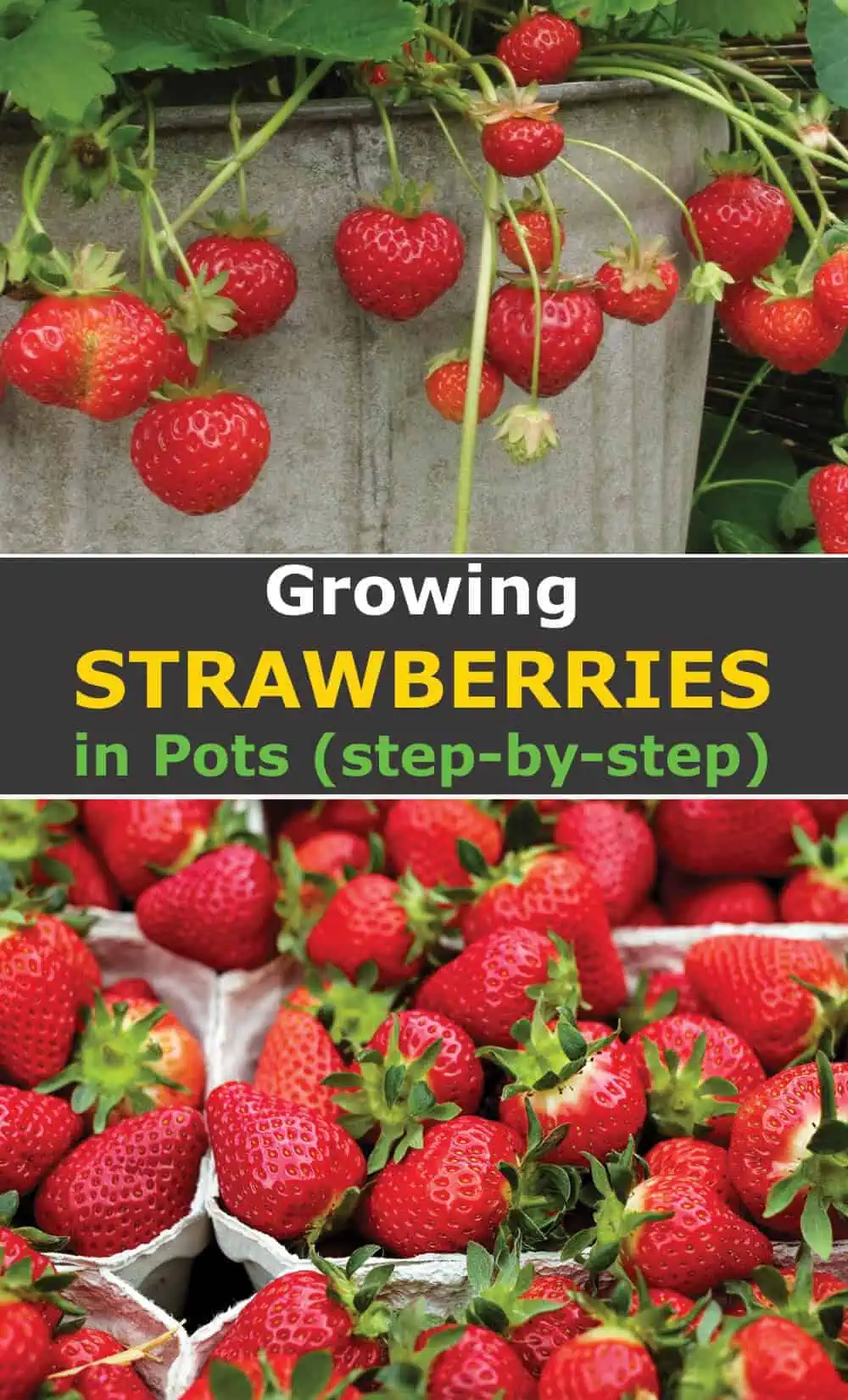 Growing strawberries in pots step by step Growing strawberries in pots step by step