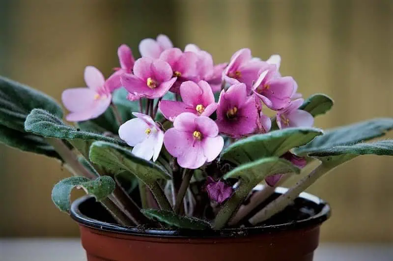 Indoor flowering plants - African violet Indoor flowering plants - African violet