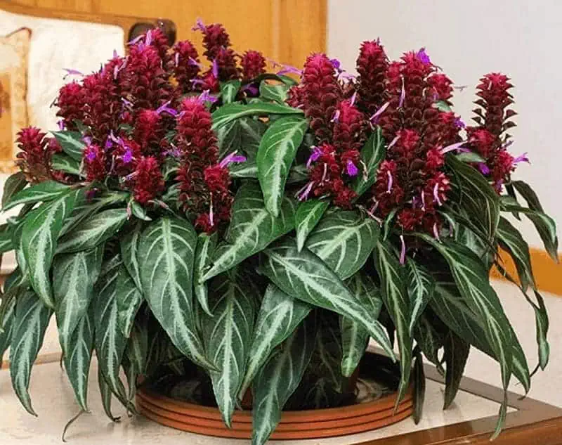Indoor flowering plants - Brazilian fireworks plant