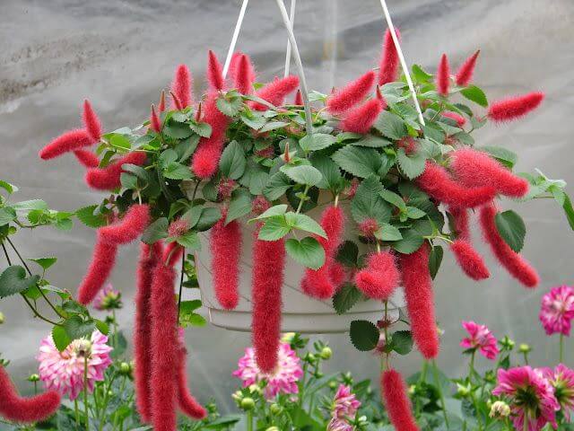 Indoor flowering plants - Chenille plant