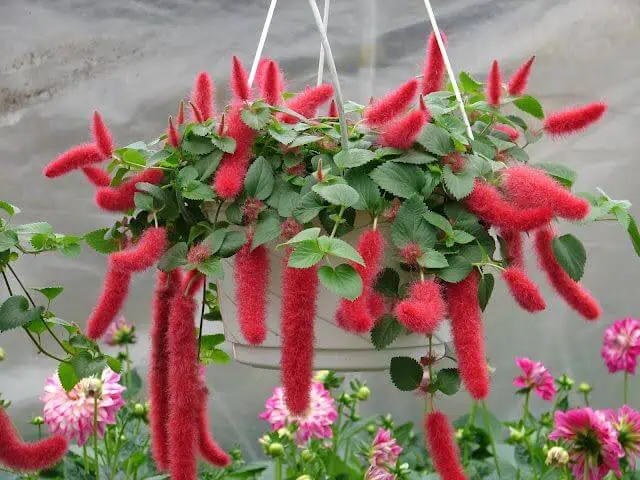 Indoor flowering plants - Chenille plant Indoor flowering plants - Chenille plant