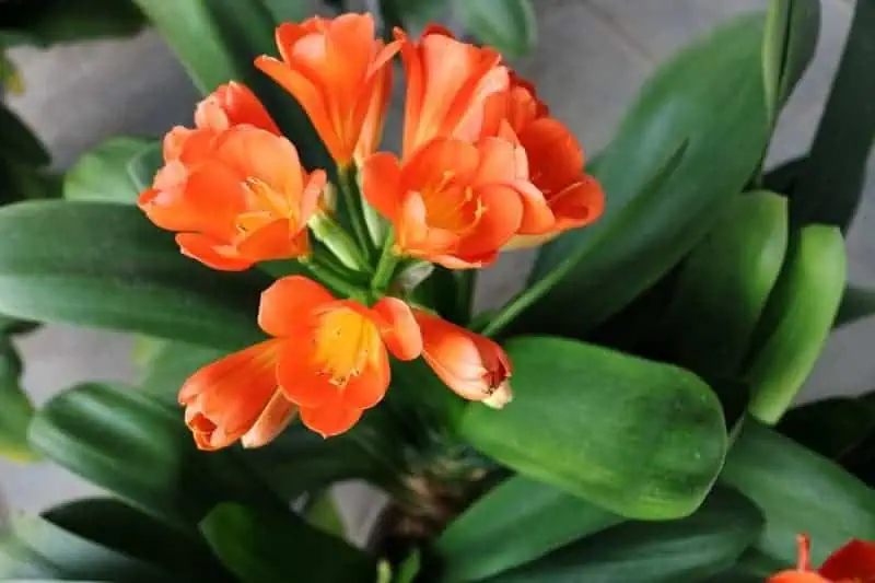 Indoor flowering plants - Clivia