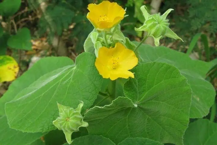 Indoor flowering plants - Indian mallow