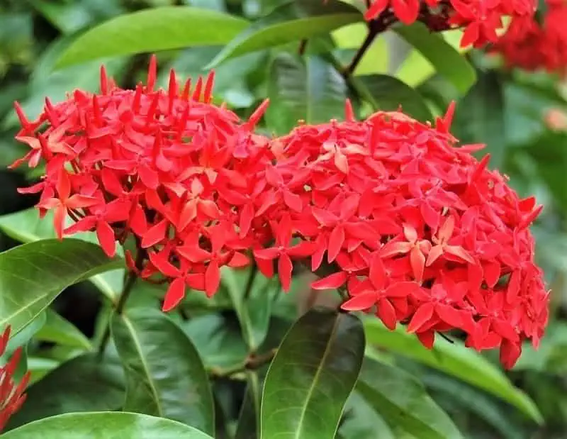 Indoor flowering plants - Ixora
