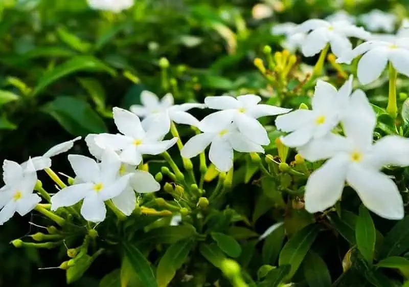 Indoor flowering plants - Jasmine Indoor flowering plants - Jasmine