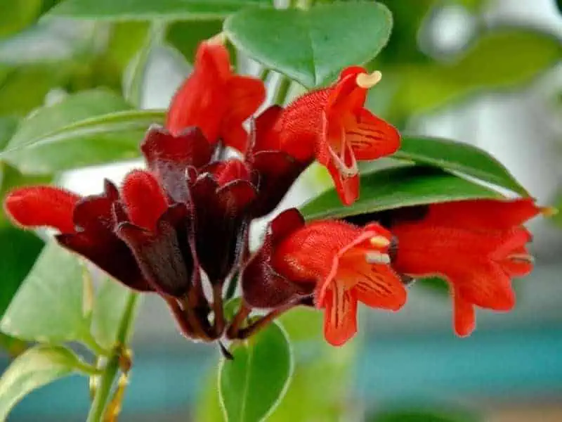 Indoor flowering plants - Lipstick plant