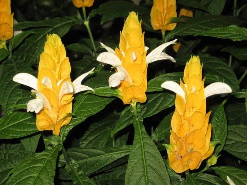 Indoor flowering plants - Shrimp plant