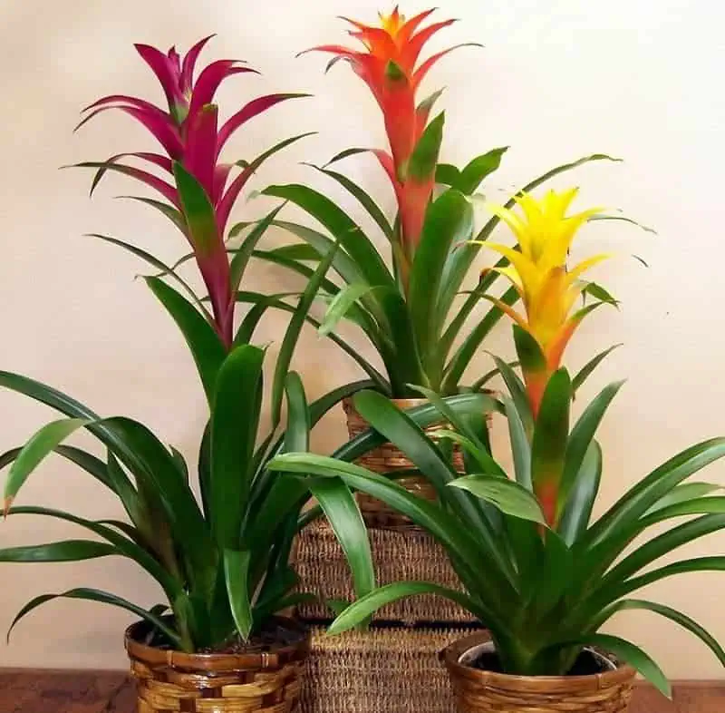 Indoor flowering plants - bromeliad Indoor flowering plants - bromeliad