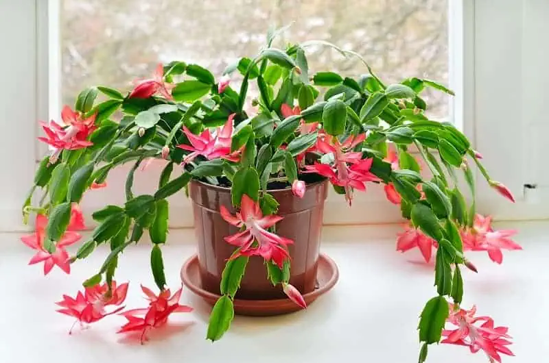 Indoor flowering plants - christmas cactus Indoor flowering plants - christmas cactus