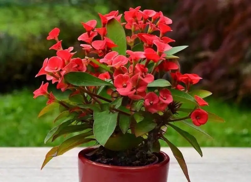 Indoor flowering plants - crown of thorns