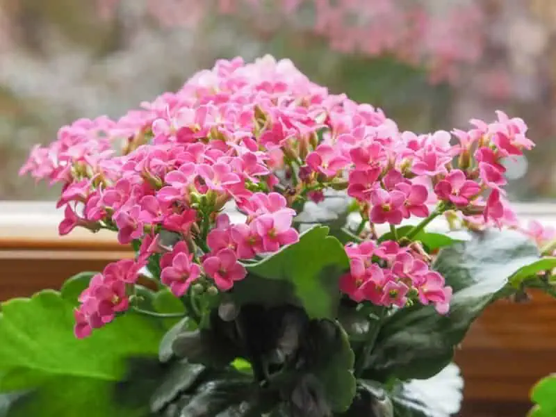 Indoor flowering plants - flowering kalanchoe Indoor flowering plants - flowering kalanchoe