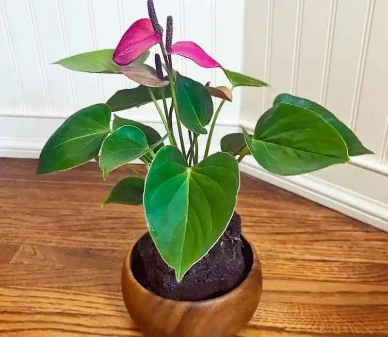 Indoor flowering plants- laceleaf - anthurium Indoor flowering plants- laceleaf - anthurium