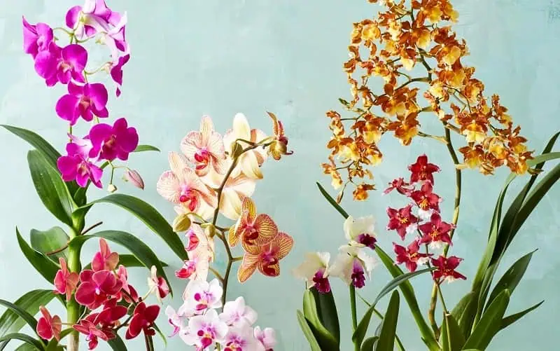Indoor flowering plants - orchids Indoor flowering plants - orchids