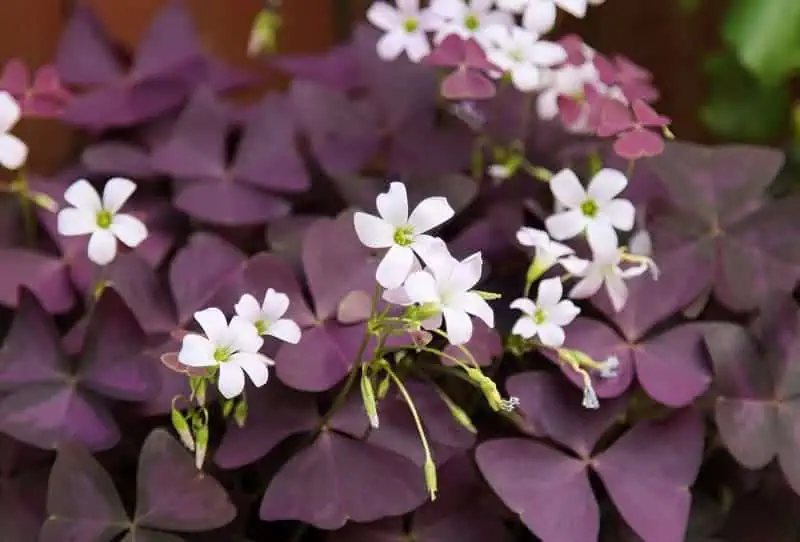 Indoor flowering plants - oxalis Indoor flowering plants - oxalis