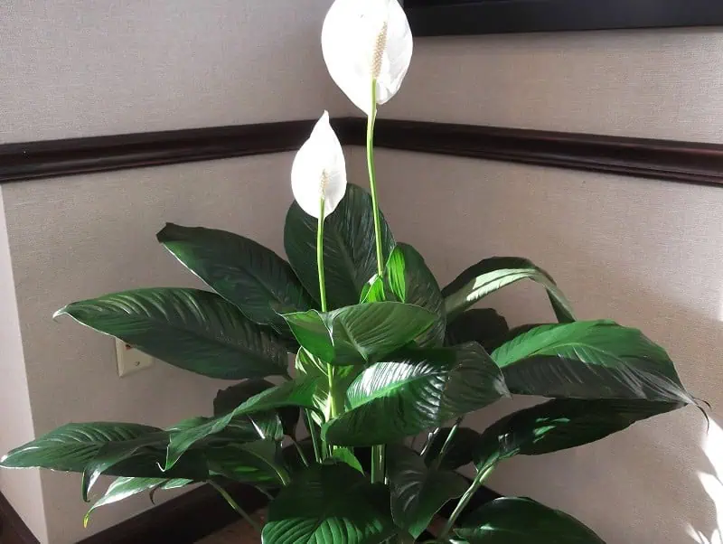 Indoor flowering plants - peace lily Indoor flowering plants - peace lily
