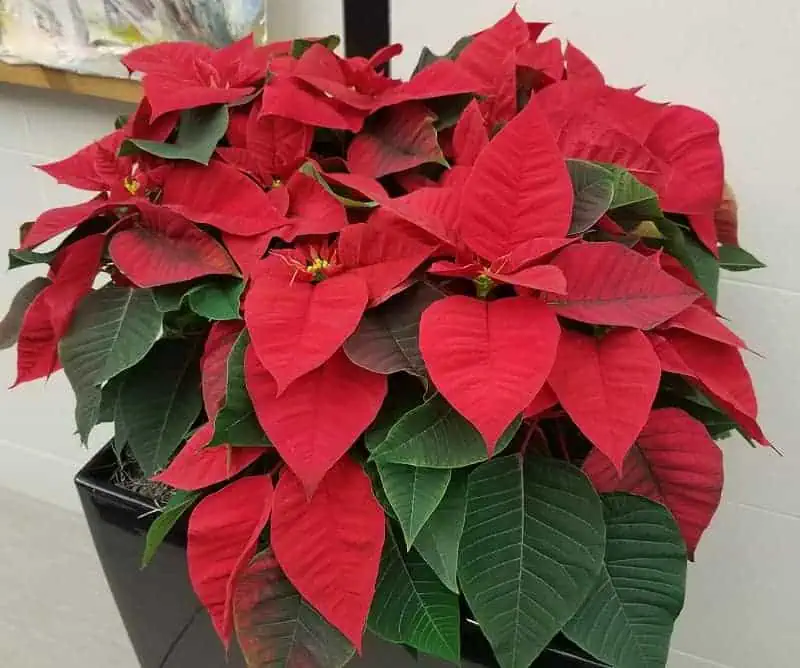 Indoor flowering plants - poinsettia