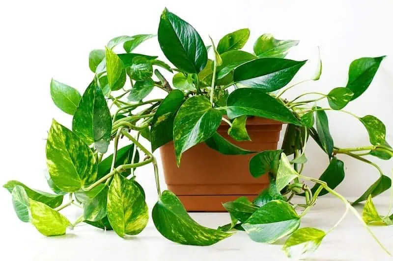 Indoor flowering plants - pothos Indoor flowering plants - pothos