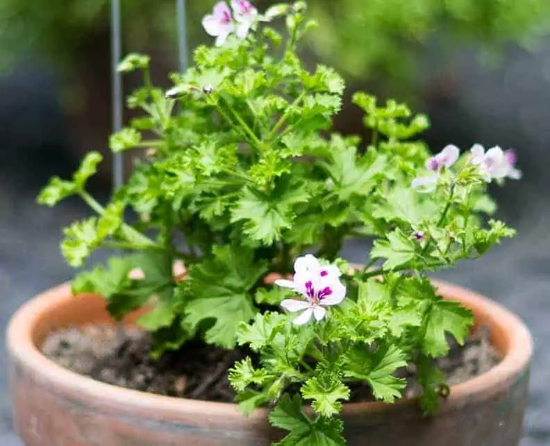 Indoor flowering plants - scented geranium