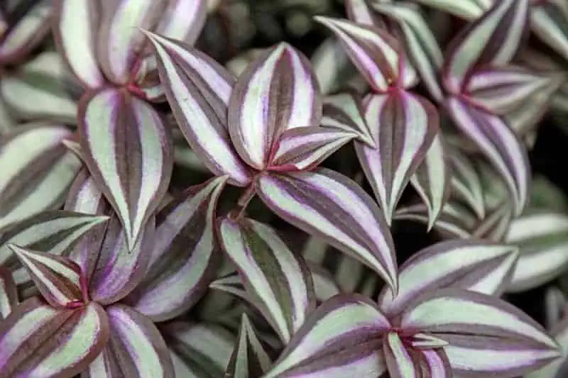 Indoor flowering plants - wondering jew