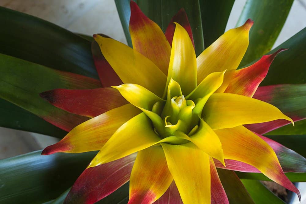 everything to know about bromeliads care