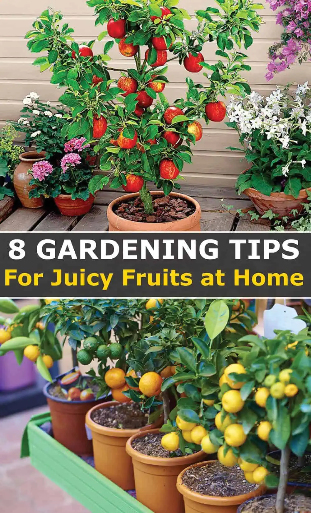 Easy Fruit Gardening Tips for Juicy fruits