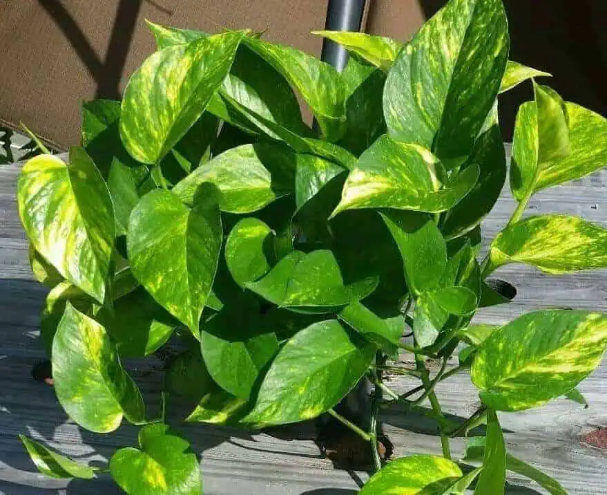 Golden pothos plant care